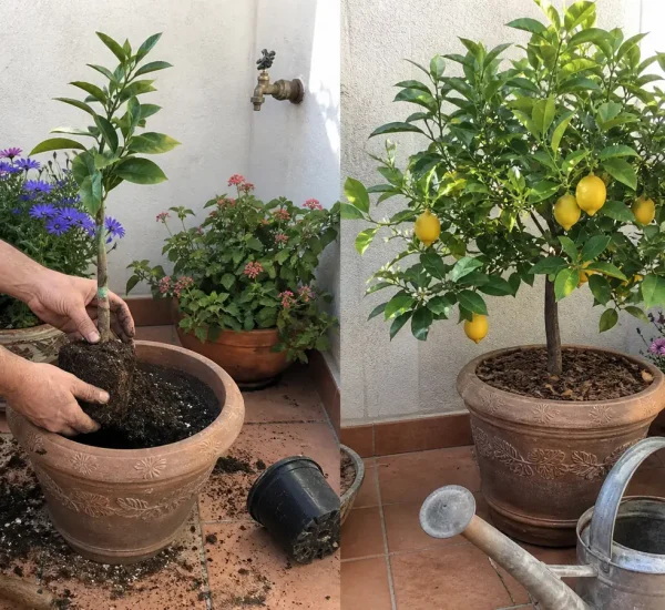 Young potted lemon before a ripe fruiting container tree afterward