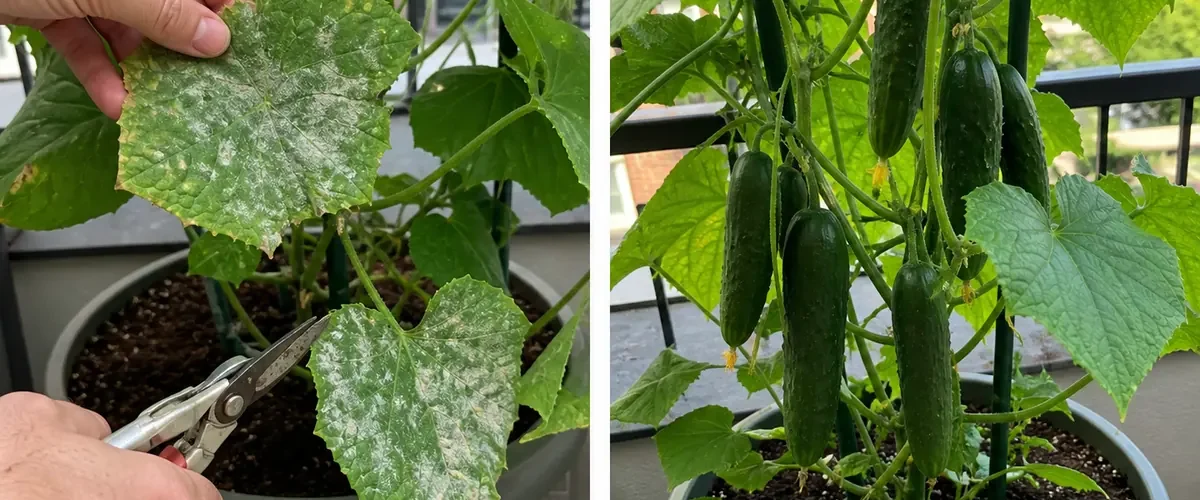 Baking soda damage before healthy targeted garden recovery afterward