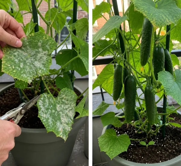 Baking soda damage before healthy targeted garden recovery afterward