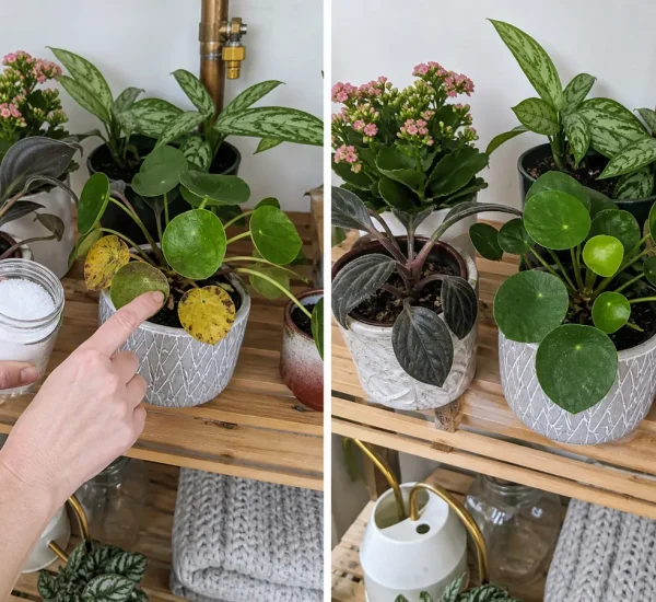 Magnesium-deficiency leaves before greener healthy new growth afterward