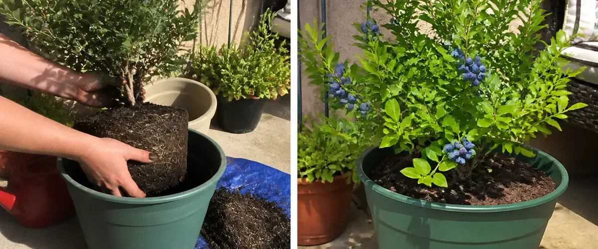 Cramped blueberry bush before a large acidic pot and ripe berries afterward