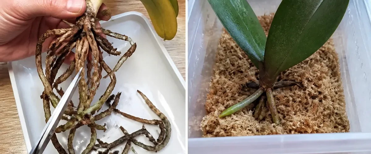 Old dehydrated orchid before and viable green growth after recovery care