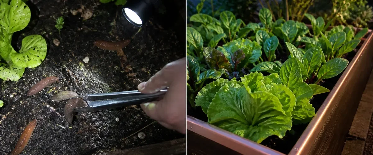 Visible slugs and chewed seedlings before intact fresh leaves afterward