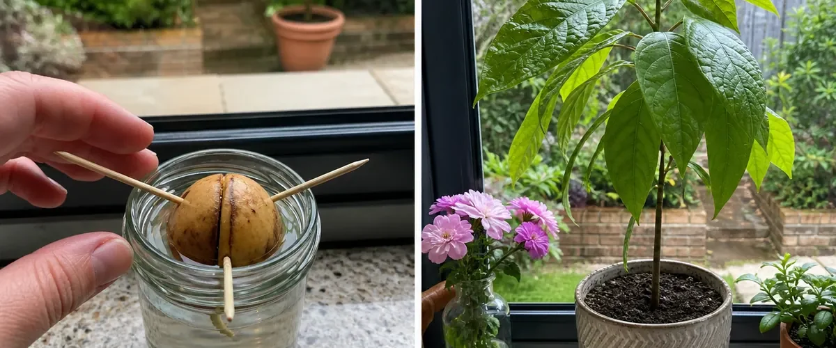 Saved avocado pit before a glossy ornamental houseplant afterward