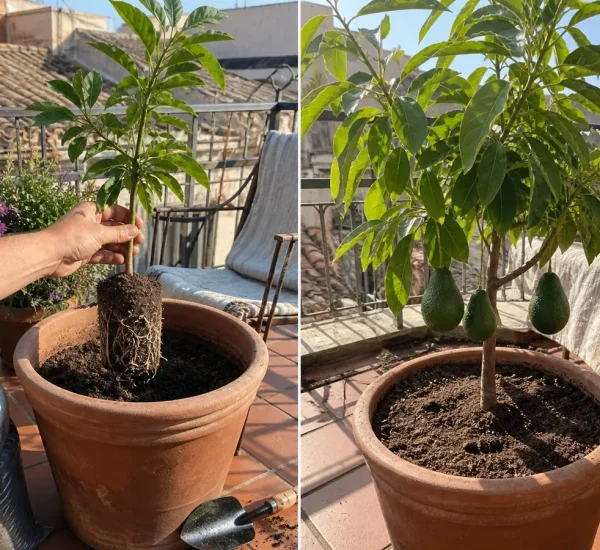 Grafted potted avocado before a modest realistic fruit set afterward