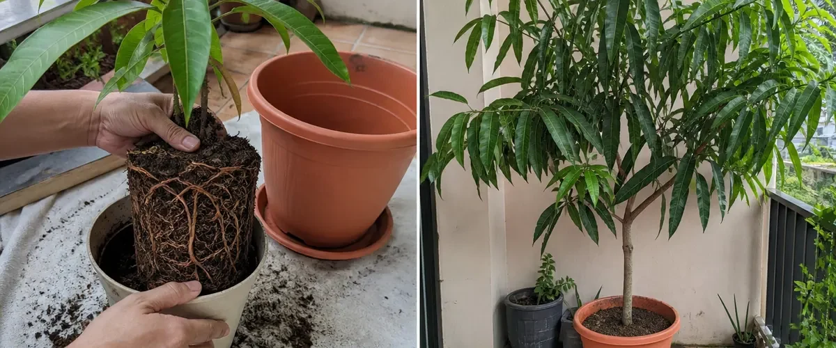 Root-bound potted mango before a lush balanced canopy afterward