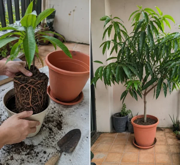 Root-bound potted mango before a lush balanced canopy afterward