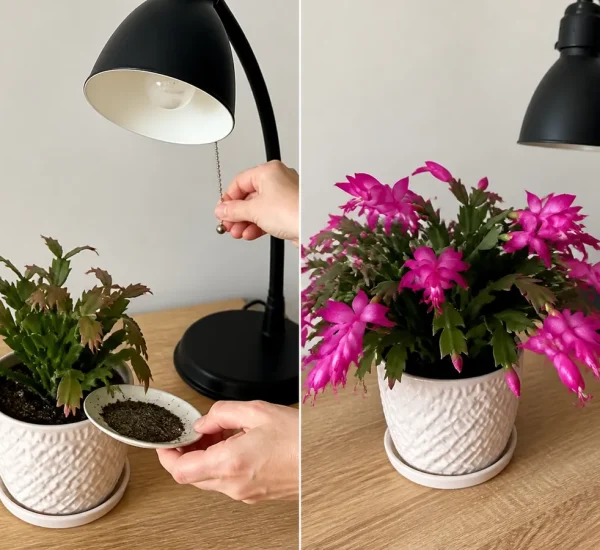 Bloomless Christmas cactus near an evening lamp before seasonal flowers afterward