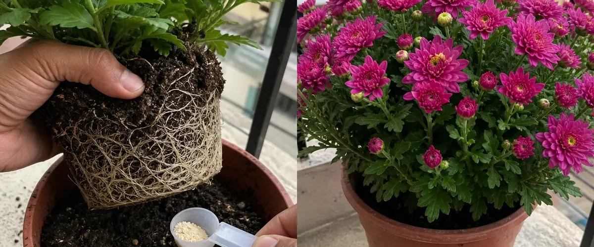 Mature bloomless plant before a dense believable flower flush afterward