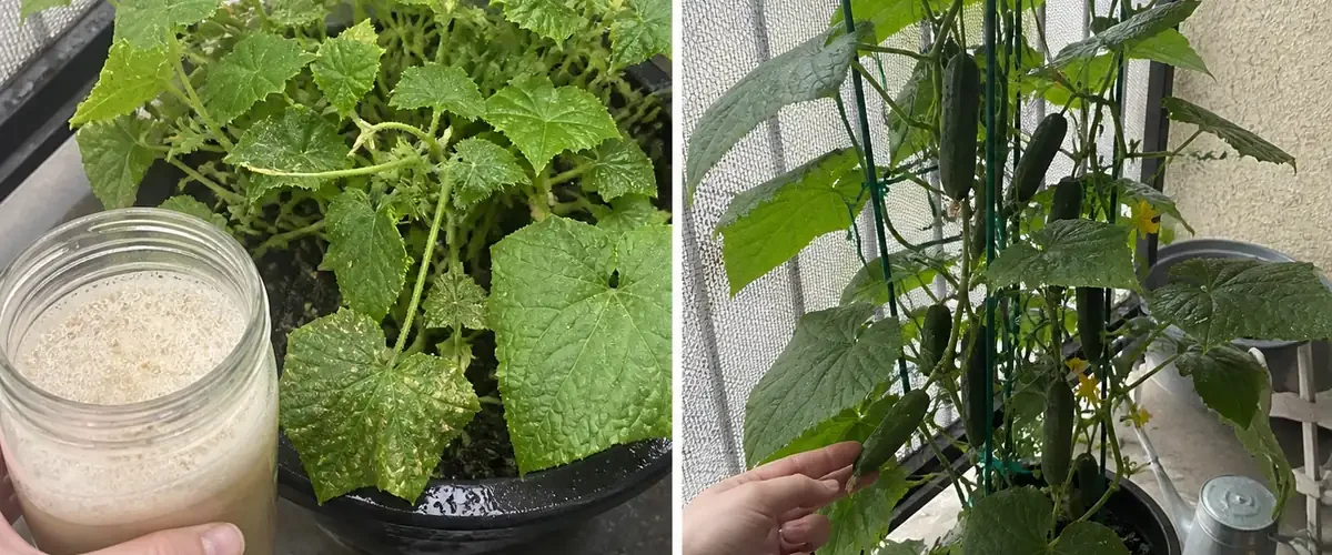 Foamy cucumber yeast brew before and healthy vines after balanced nutrition