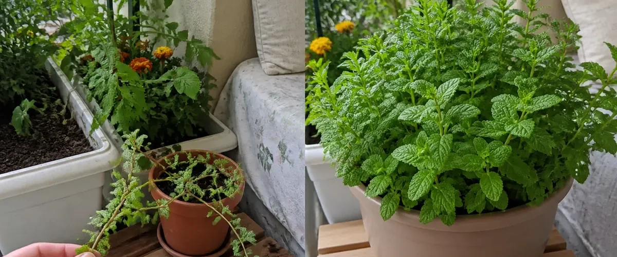 Escaping mint runners before a lush contained pot afterward