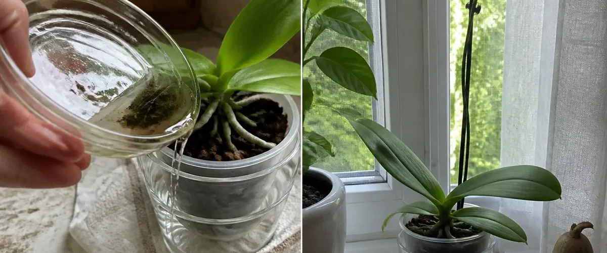 Flowerless orchid before a healthy natural rebloom afterward