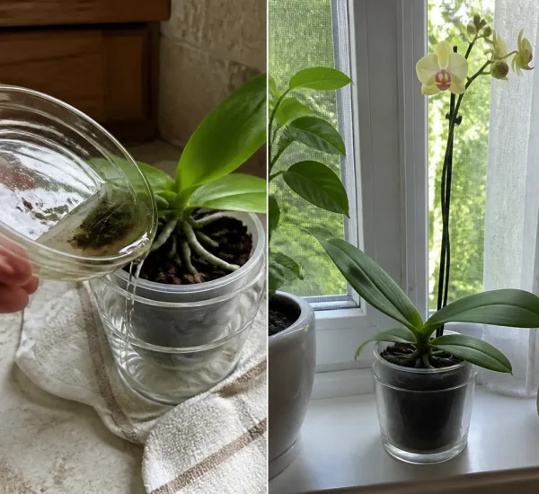 Flowerless orchid before a healthy natural rebloom afterward
