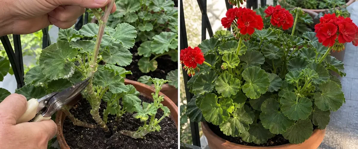 Leggy tired geranium before a compact mound of red flowers afterward