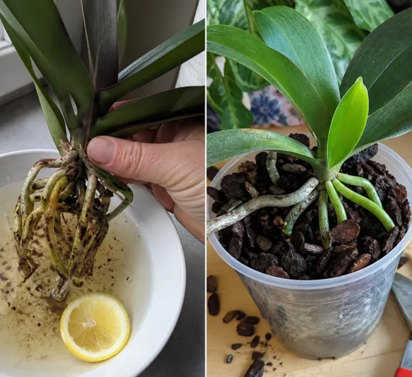 Orchid roots after a lemon treatment and after recovery in fresh airy bark