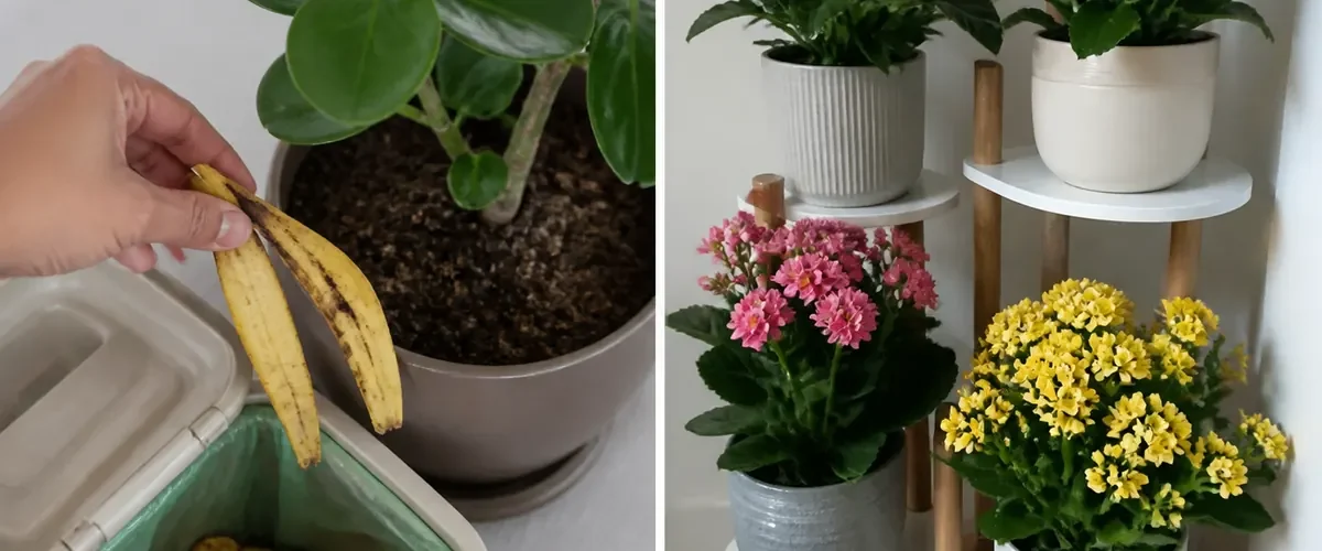 Banana scraps entering compost before a healthy flower rotation afterward