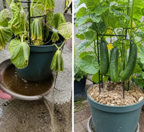 Stressed cucumber vine before a steady crisp harvest afterward