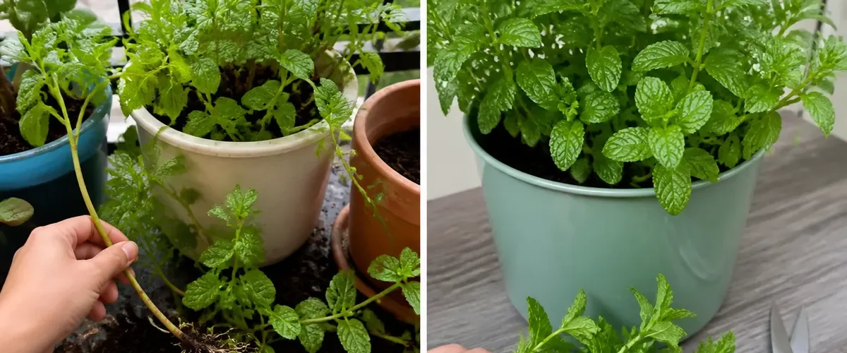 Invasive mint runners before and bushy mint contained in one dedicated pot afterward