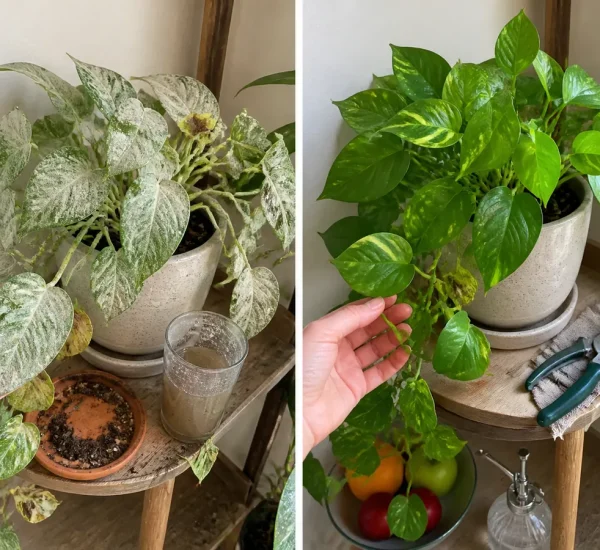 Pale leaves beside Epsom salt before healthy even green new foliage afterward