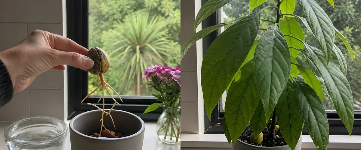Bare avocado pit before a vigorous glossy young houseplant afterward