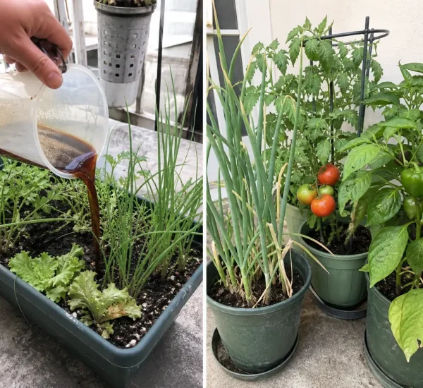 Three vegetable crops before an overloaded homemade mix and after tested nutrition