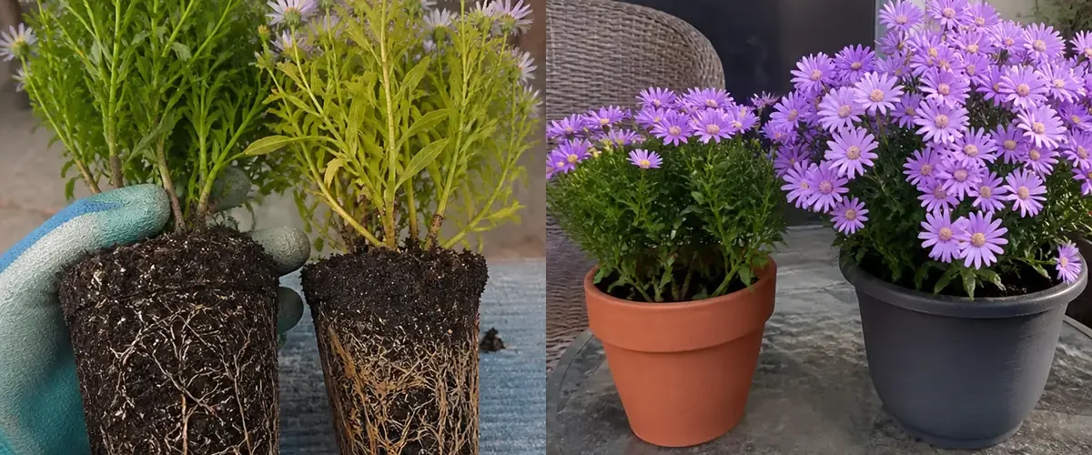 Yellow flower growth before greener new leaves after a tested magnesium correction
