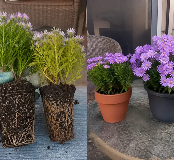 Yellow flower growth before greener new leaves after a tested magnesium correction
