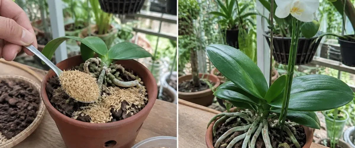 A thin layer of rice husks added to an orchid pot before healthier roots and blooms appear